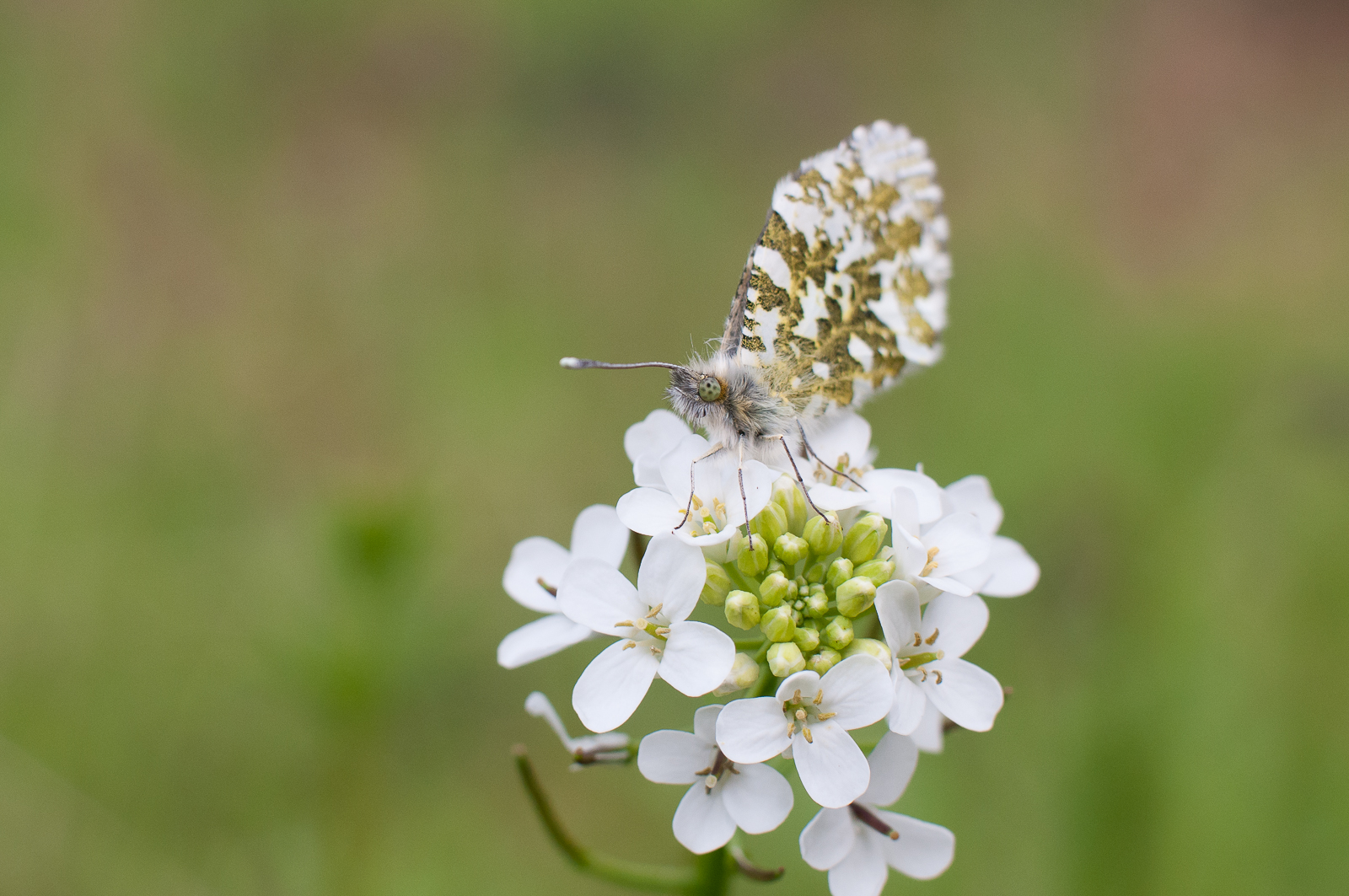 Sortie Macro/Proxy au bois de Vincennes