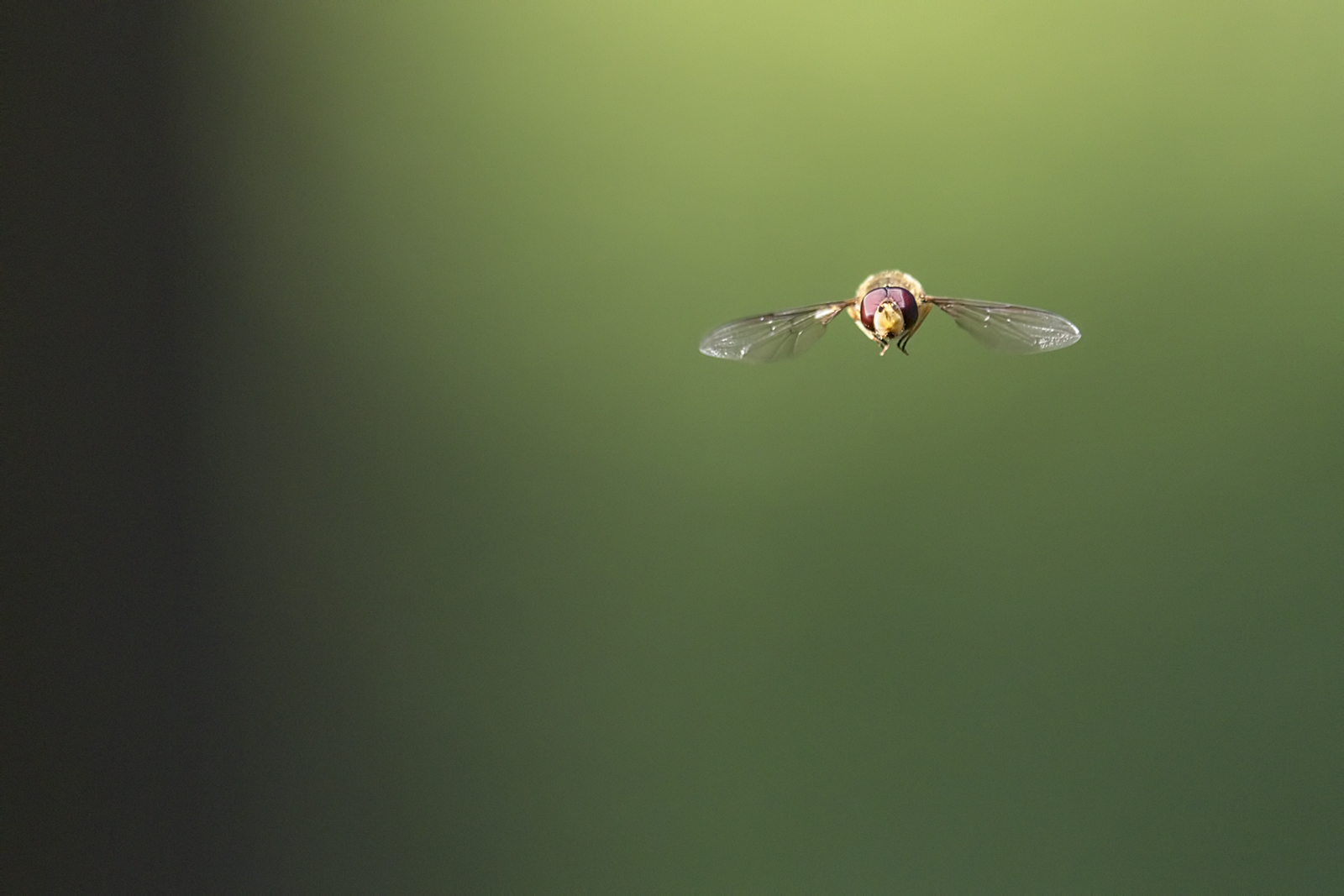 Sortie proxi/macro au parc du Morbras