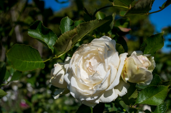 Fleur.jpg