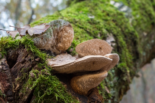 champignon.jpg