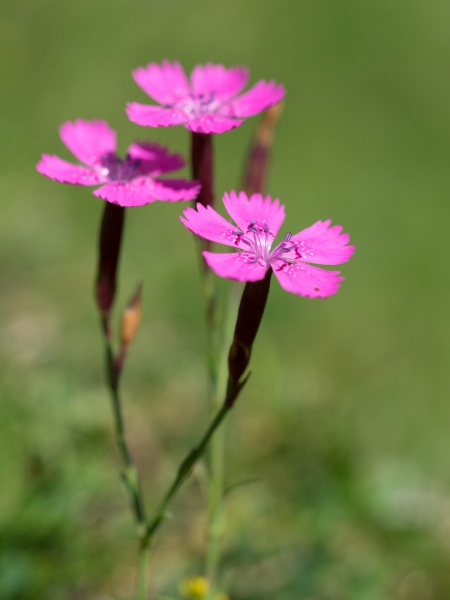 20140808_1403_P8083392_Web.thumb.jpg.2e1