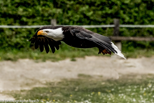 20150425_rambouillet-27_17144159100_o.th