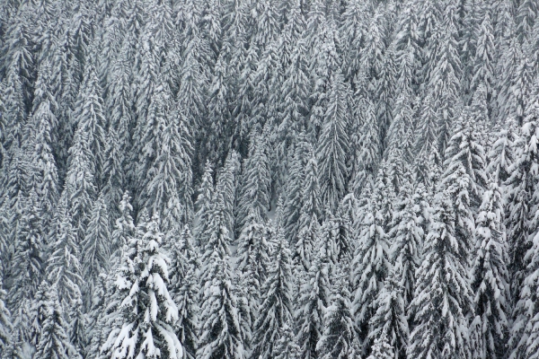 FORET.thumb.JPG.958f7bfe18b25ec7438deb5e