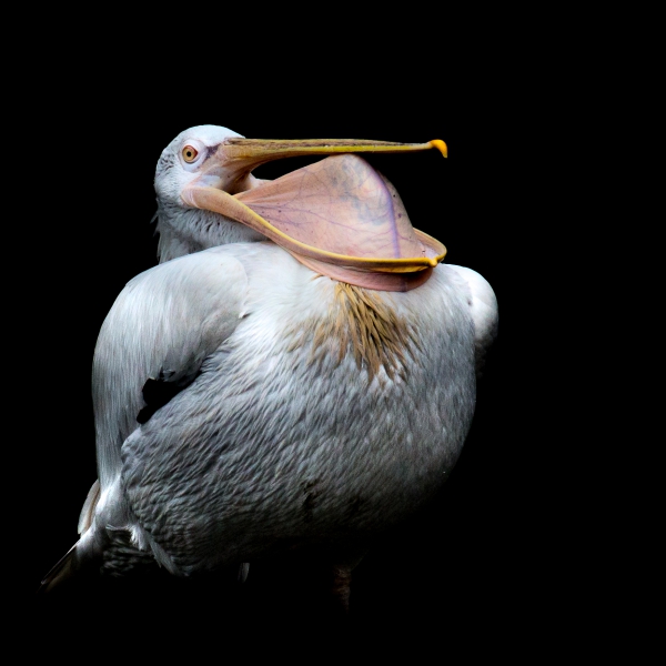 pelican.thumb.jpg.4adde879578c2d7bd7d5f3