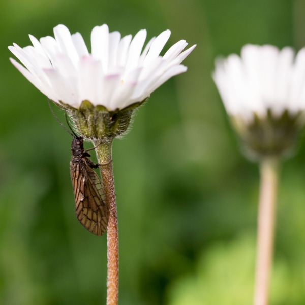20160416-Macro-12.jpg