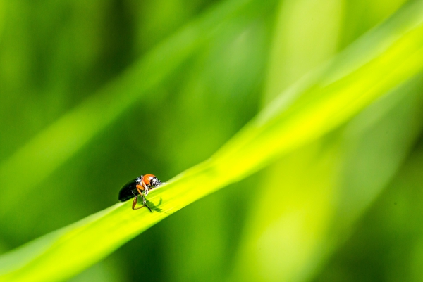 20160416-Macro-4.jpg