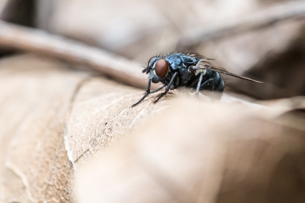 20160416-Macro-5.jpg