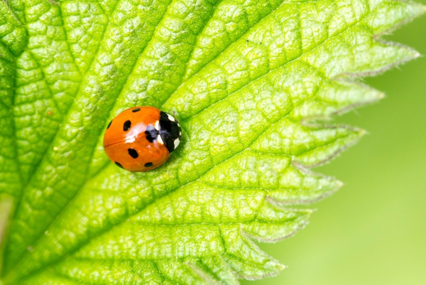 20160416-Macro-7.jpg