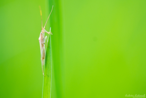 Macro-5077S.jpg