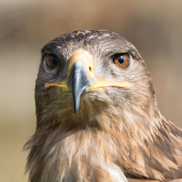 aigle.jpg