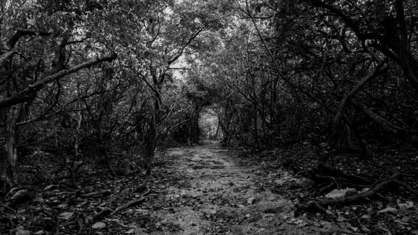 forest-guadeloupe.jpg