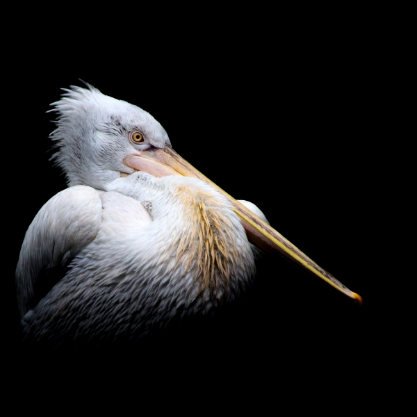 pelican-2.jpg