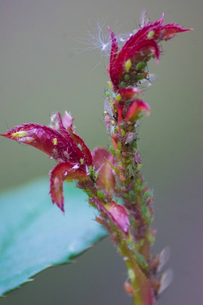 20160516-DSC04949-SLT-A55V-untitled shoot-2.jpg