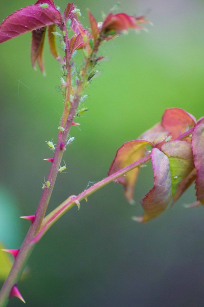 20160516-DSC04952-SLT-A55V-untitled shoot-2.jpg