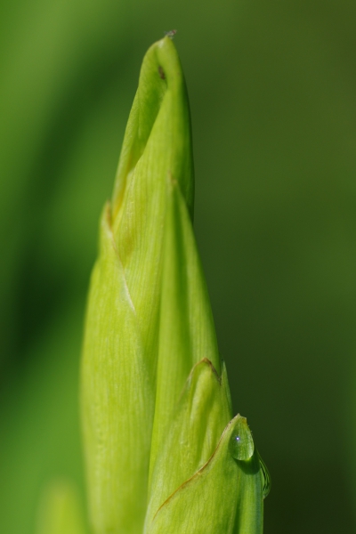 Goutte 2.jpg