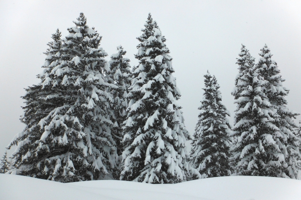 SAPINS.JPG