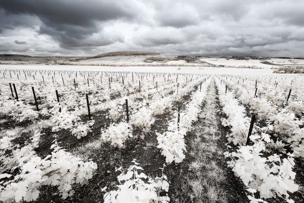 Vieilles Vignes.jpg