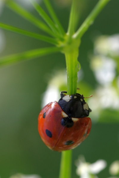 Coccinelle 2.jpg