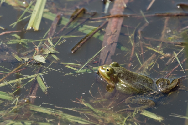 Lettonie 20160504-177.jpg