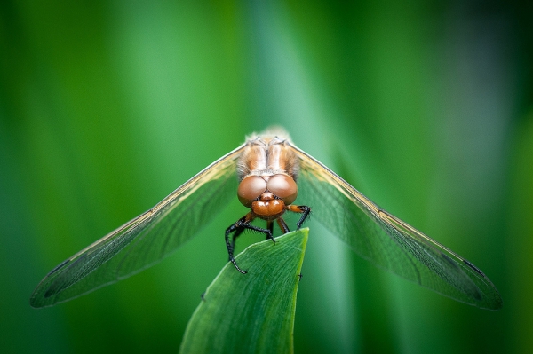 ML_Macro01.jpg