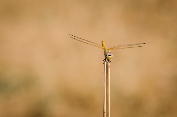 ML-Macro-2012.jpg