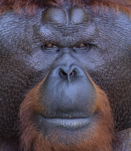 orang-outan.jpg