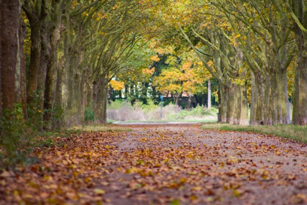 580d691edf1ab_Automne-23102016-8.jpg.5064c0a59eeec3f6c7e71675b773eb6d.jpg