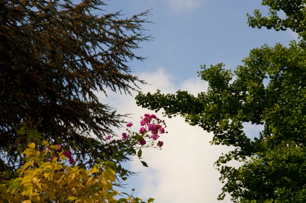 Fleurs.jpg.389b9ef61dac89e4f8fe08ae2844f693.jpg
