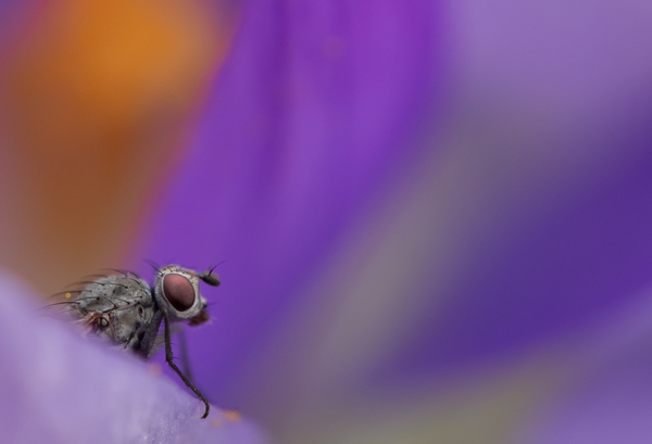 P2280193-1000px-2.jpg