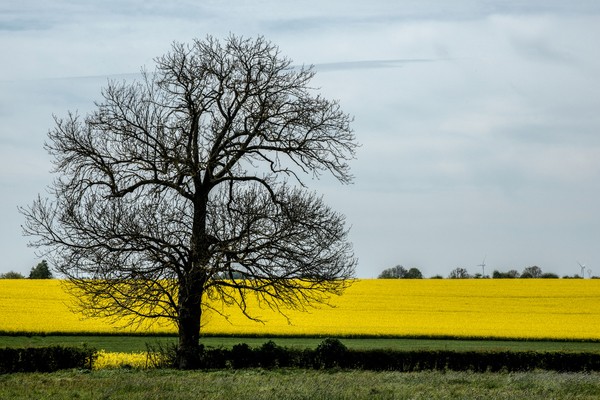 35.jpg.80a99a6af73ab789a7b76b40de8d9577.jpg
