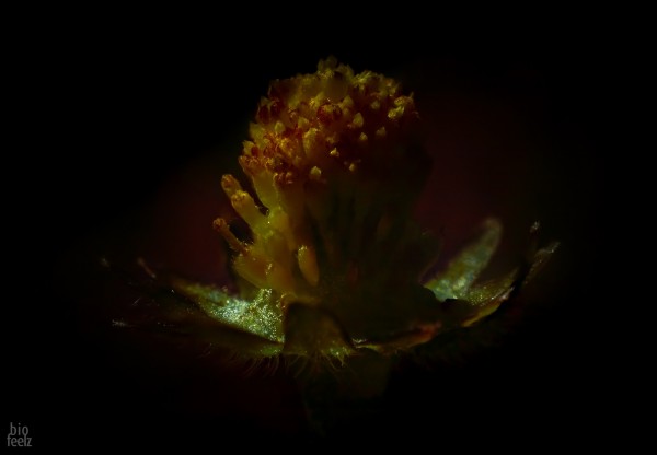 591b48ad9a5dc_projet156-13Pollen.thumb.jpg.f675fa64e4e4273f640e737779548e62.jpg