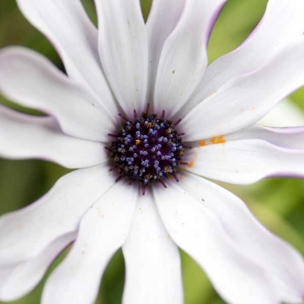 fleurs-1.thumb.jpg.9a393f812db2b2adc0eb26017ddbba2d.jpg