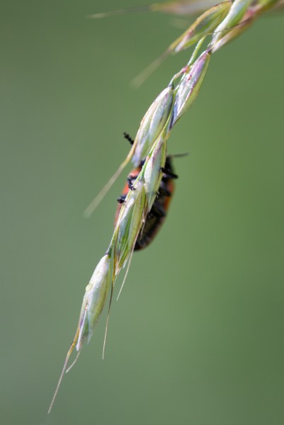59410cc617c76_MacroVincennes-Ben-2.thumb.jpg.6e61614b1b498bc69c27956d640c5fb7.jpg