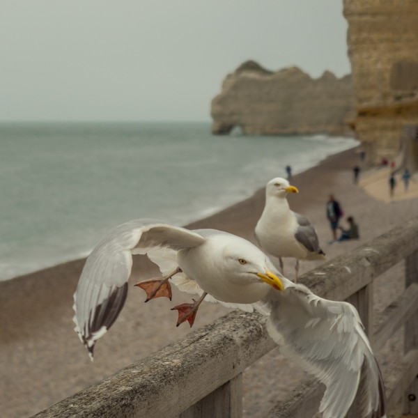 J6240177_carre_1500px.thumb.jpg.ff8acb8e1c668f749fba85fb7f66f416.jpg