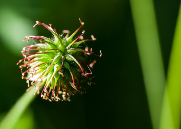 fleur.thumb.jpg.3525882438102fa9a2fa37ee90879534.jpg