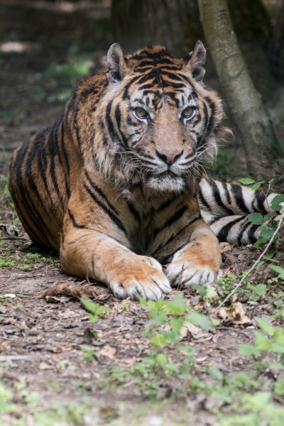 PARC DES FELINS - 15 07 2015-282.jpg