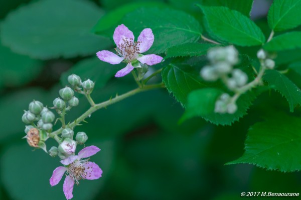 2017_06_11_macro vincennes FPP-8432.jpg