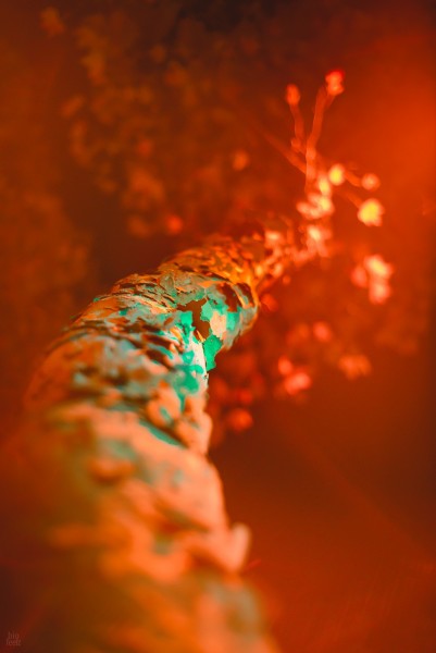NightVert-5.thumb.jpg.50c2bd5671064292a027da8ec7850100.jpg