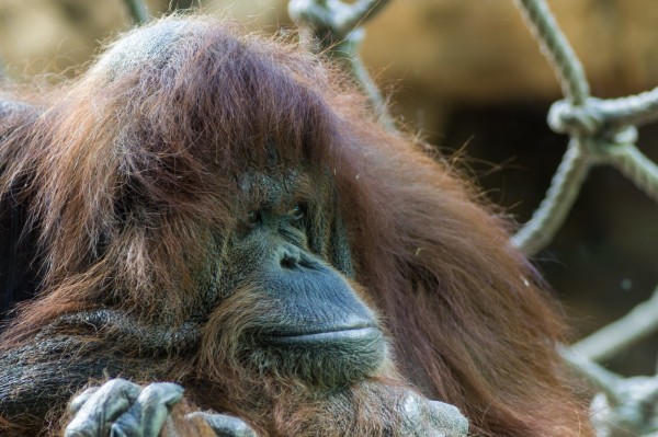 Orang-outan.thumb.jpg.d18ee6a151ec1a7e2ecb0c74c55f0aae.jpg