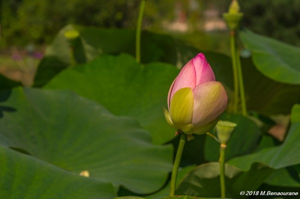 672691739_2018_07_12_jardindesplantes-2937.thumb.jpg.035151f2e43b94365220a1bfa8b9a789.jpg