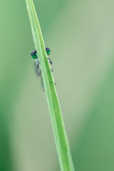 _Y4A7001a-nano.thumb.jpg.68c0ac1c58fe4c0a02462f360318bc02.jpg