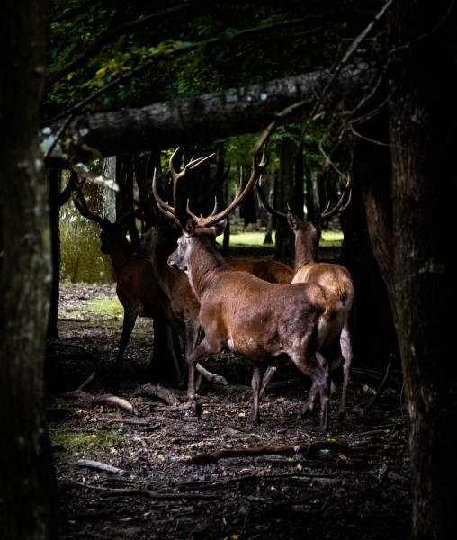 rambouillet-33.jpg