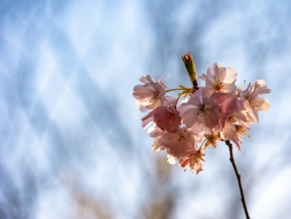 P1050483-2.jpg