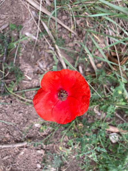 IMG_2024.jpeg