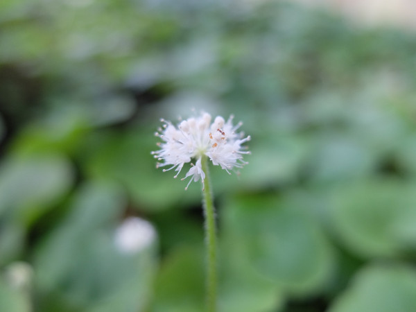 DSCF7929.JPG