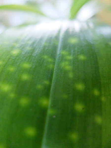 DSCF7954.JPG