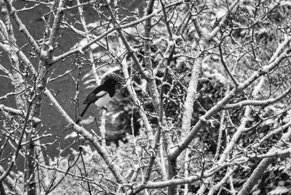 Pie arbre enneigé.jpg