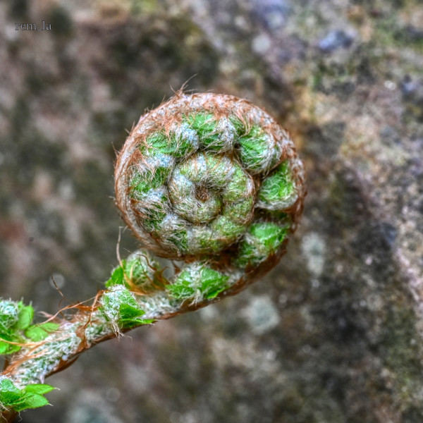 DSC_9780auro_1600.thumb.jpg.007026c87650415393b0ab126ddb3ead.jpg