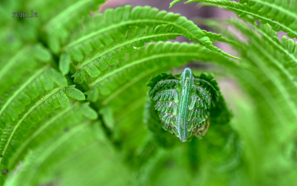 DSC_9806aura_auro_1600.thumb.jpg.35f9183ff8ba9278a62c3d7ede7538d7.jpg