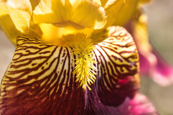 Iris.jpg